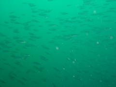 Trachurus trachurus