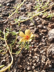 Portulaca suffrutescens