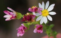 Polyarrhena reflexa reflexa