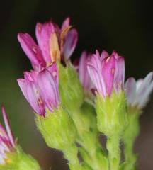 Polyarrhena reflexa reflexa