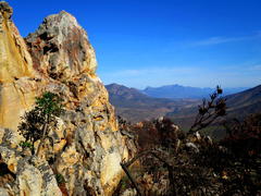 Cussonia