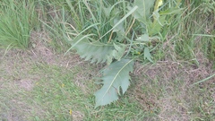 Silphium laciniatum × terebinthinaceum