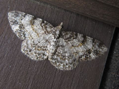 Protoboarmia simpliciaria