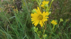 Silphium laciniatum × terebinthinaceum