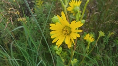 Silphium laciniatum × terebinthinaceum