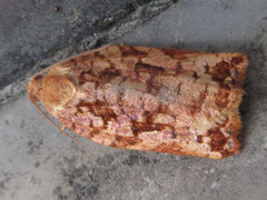Archips oporana