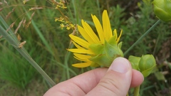 Silphium laciniatum × terebinthinaceum