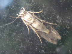 Stathmopoda auriferella