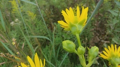 Silphium laciniatum × terebinthinaceum