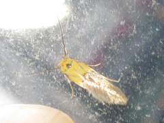 Stathmopoda auriferella
