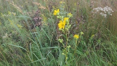 Silphium laciniatum × terebinthinaceum
