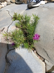 Vernonia lettermannii