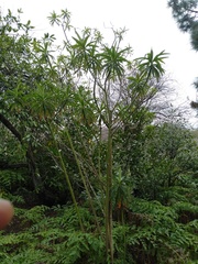Euphorbia mellifera