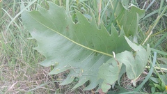 Silphium laciniatum × terebinthinaceum