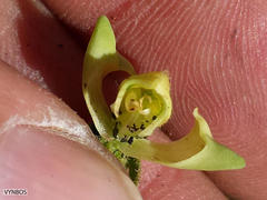 Disperis villosa