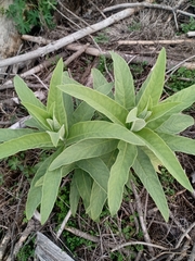 Lobelia tupa