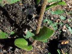 Disperis villosa