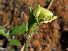 Disperis villosa
