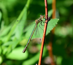 Lestes dryas
