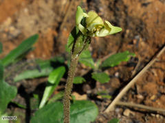 Disperis villosa