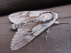 Sphinx morio arestus