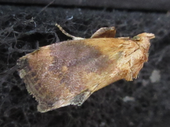 Microleon longipalpis