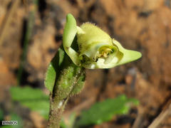 Disperis villosa