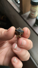 Neotibicen lyricen