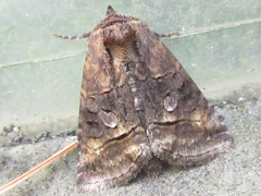 Abrostola abrostolina