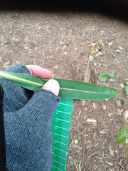 Euphorbia mellifera
