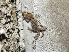 Hemidactylus turcicus