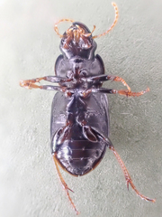 Harpalus