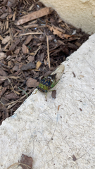 Neotibicen tibicen australis