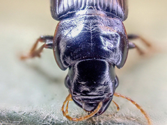 Harpalus