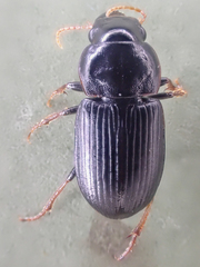 Harpalus
