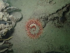 Urticina felina