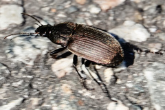 Chlaenius tomentosus