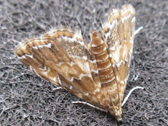 Elophila turbata