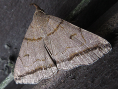 Zanclognatha griselda