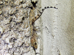 Hemidactylus turcicus