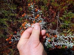 Helichrysum cochleariforme