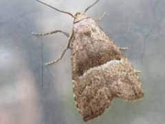 Hypenodes curvilineus