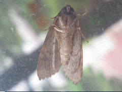 Dysmilichia gemella
