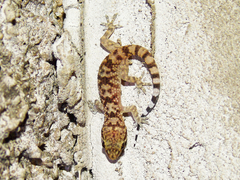 Hemidactylus turcicus