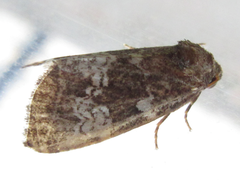 Dysmilichia gemella