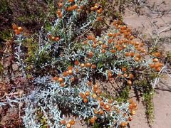 Helichrysum cochleariforme