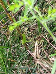 Neoconocephalus nebrascensis