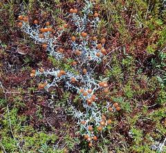 Helichrysum cochleariforme