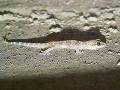 Hemidactylus turcicus