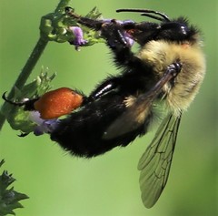 Bombus impatiens image